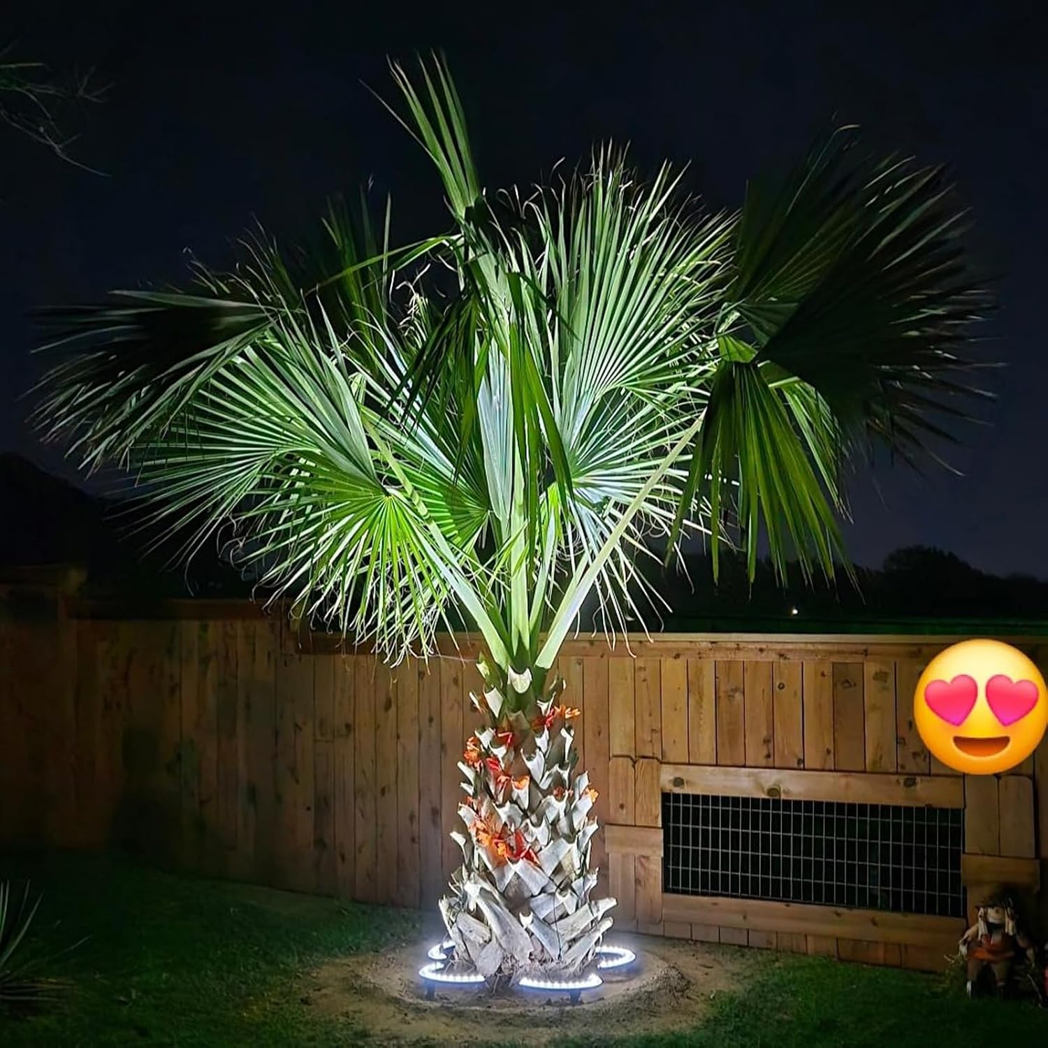 Solar Palm Tree Spotlights